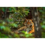 Indian Tiger - Canvas - realized by Ondrej Prosicky.