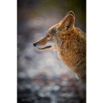 Coyote from Death Valley - Canvas - realized by Eric Trudel